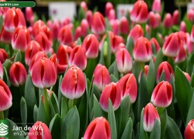 Tulipa With Love (3)